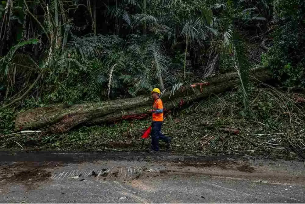Sebatang pokok tumbang menghempap kenderaan pacuan empat roda di Jalan Lama Kuala Lumpur menuju ke Pintu Gerbang Janda Baik, Bentong, pada Selasa, mengorbankan empat individu. Foto Bernama