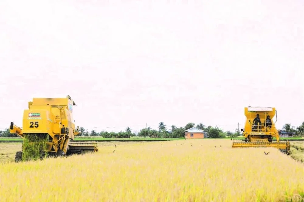 Jentera menuai di tengah hamparan sawah padi yang menguning, selari dengan semangat dan pengorbanan petani demi bekalan makanan negara.