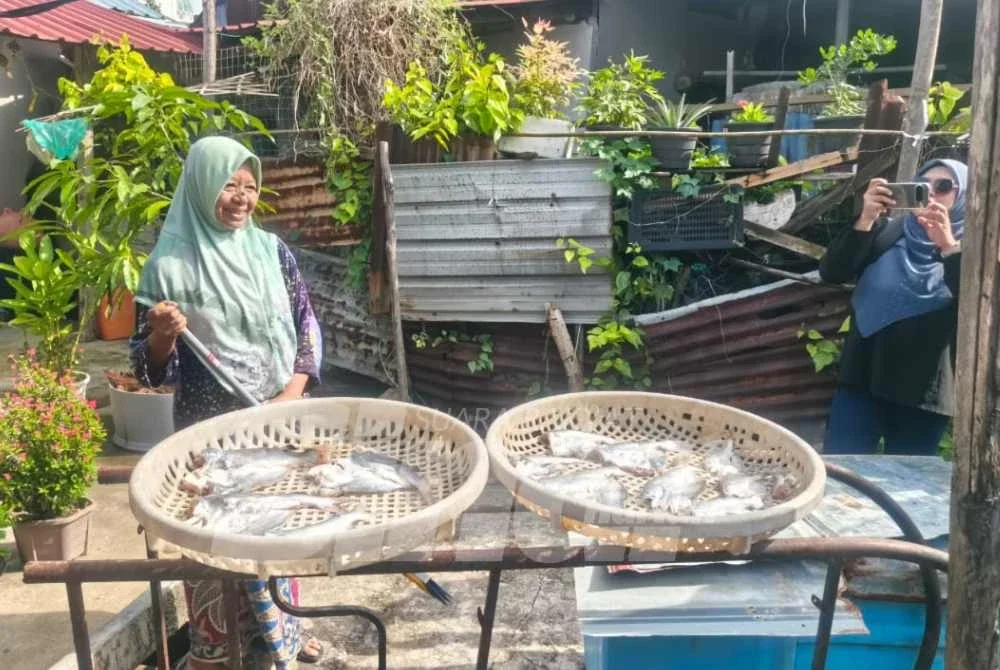 Seorang penduduk Bukit Malut menjemur ikan yang menjadi sebahagian pendapatan mereka.