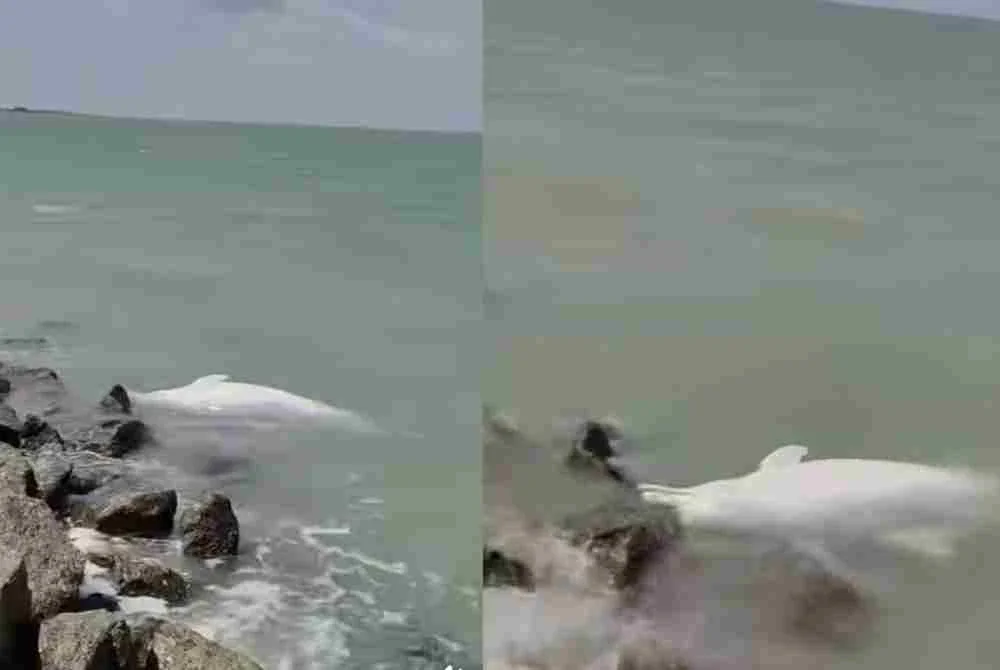 Tangkap layar video tular memaparkan seekor ikan lumba-lumba dipercayai mati terdampar di Ban Pecah, Tanjung Piandang.