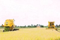 Jentera menuai di tengah hamparan sawah padi yang menguning, selari dengan semangat dan pengorbanan petani demi bekalan makanan negara.