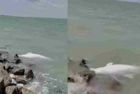 Tangkap layar video tular memaparkan seekor ikan lumba-lumba dipercayai mati terdampar di Ban Pecah, Tanjung Piandang.
