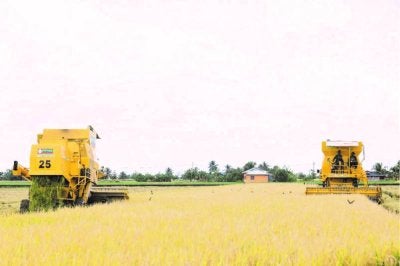 Jentera menuai di tengah hamparan sawah padi yang menguning, selari dengan semangat dan pengorbanan petani demi bekalan makanan negara.