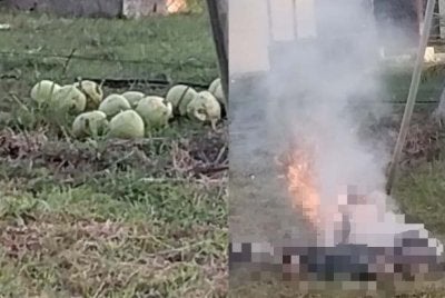 Cubaan menjolok buah kelapa menggunakan galah jenis besi dipercayai punca tiga anggota polis maut terkena renjatan elektrik di Kampung Weston pada petang Khamis.