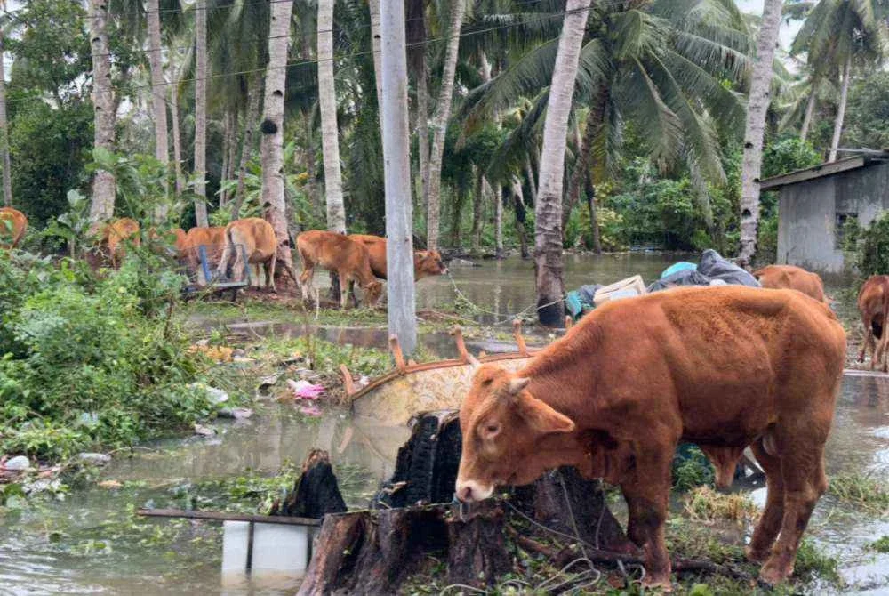 Antara lembu-lembu curi berjaya ditemukan pihak polis. Foto SINAR HARIAN/ADILA SHARINNI WAHID