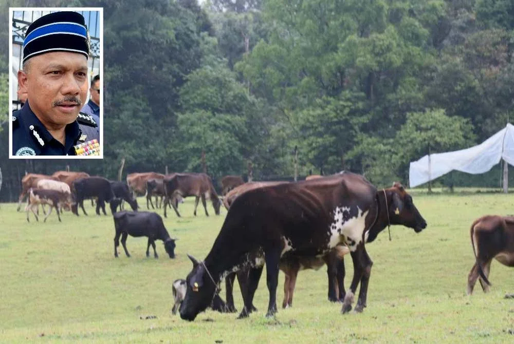 Lembu dicuri sekumpulan individu di Kelantan. Gambar kecil: Mohd Yusoff - Foto SINAR HARIAN/ADILA SHARINNI WAHID