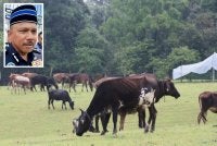 Lembu dicuri sekumpulan individu di Kelantan. Gambar kecil: Mohd Yusoff - Foto SINAR HARIAN/ADILA SHARINNI WAHID