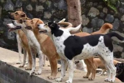 Sebelum nama Rocky menjadi sebutan, penduduk sudah lama membangkitkan kebimbangan mengenai ancaman anjing liar terhadap keselamatan mereka. Foto hiasan