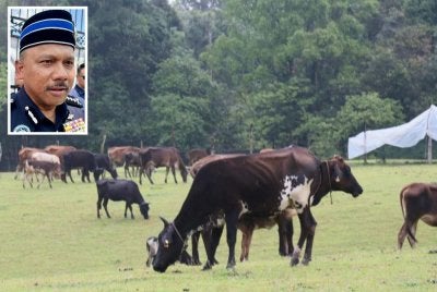 Lembu dicuri sekumpulan individu di Kelantan. Gambar kecil: Mohd Yusoff - Foto SINAR HARIAN/ADILA SHARINNI WAHID
