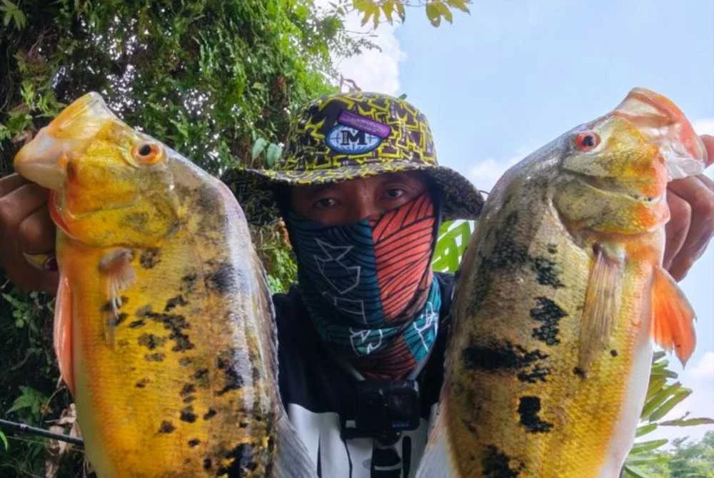 Spesis peacock bass yang lazimnya menjadi kegemaran pemancing tegar.