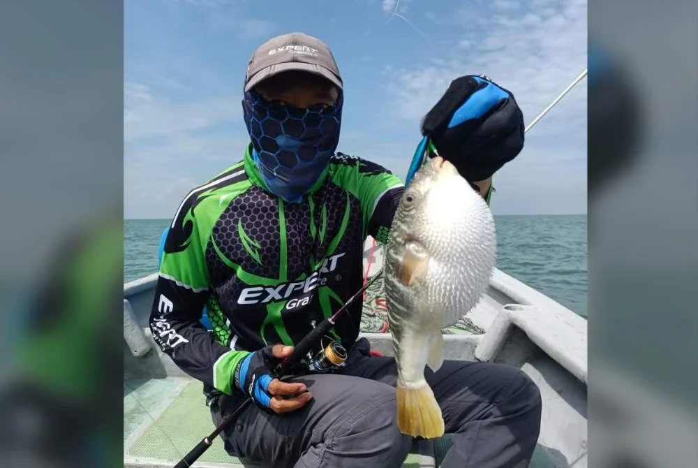Ikan buntal kebiasaannya 'catch and release' jika termakan umpan pemancing.