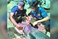 Orang ramai diminta menyalurkan maklumat sekiranya mengetahui berlaku aktiviti penjualan, pembelian, penyimpanan atau perdagangan spesies marin yang dilindungi.