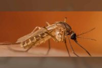Nyamuk pembawa virus West Nile turut dikesan buat kali pertama tahun ini di beberapa lokasi di Israel tengah. Foto: RoyaNews
