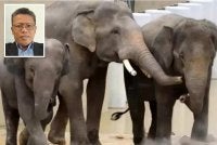 Zoo Tennoji telah mempertingkatkan langkah pengurusan kebajikan dengan menyediakan kawasan teduhan yang mencukupi, kolam mandi dan kawasan berlumpur. Gambar kecil: Mohamed Akmal