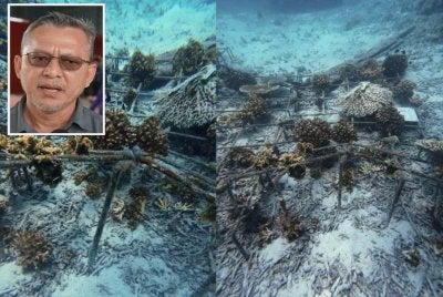 Gambar tular di media sosial yang mendakwa berlaku kerosakan terumbu karang di Pulau Redang akibat disebabkan tindakan melabuhkan sauh di kawasan larangan. Gambar kecil: Razali