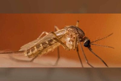 Nyamuk pembawa virus West Nile turut dikesan buat kali pertama tahun ini di beberapa lokasi di Israel tengah. Foto: RoyaNews