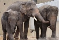 Shelter Ihsan menggesa seorang pakar gajah atau pakar tingkah laku dan kebajikan hidupan liar diberikan akses untuk menilai keadaan ketiga-tiga haiwan berkenaan secara profesional.