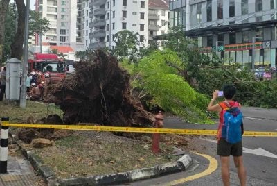 Kereta yang dinaiki mangsa dihempap pokok tumbang dalam kejadian di Jalan Macalister pada Ahad. Foto Facebook Lim Hui Ying