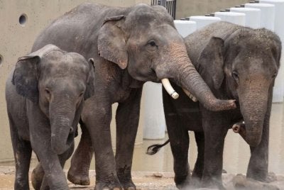 Shelter Ihsan menggesa seorang pakar gajah atau pakar tingkah laku dan kebajikan hidupan liar diberikan akses untuk menilai keadaan ketiga-tiga haiwan berkenaan secara profesional.
