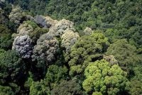 Kelantan komited mengekalkan sekurang-kurangnya 50 peratus keluasan kawasan hutan selari Dasar Perhutanan Semenanjung Malaysia. Gambar hiasan