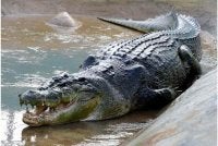  Seorang wanita warga emas berusia 78 tahun maut disambar dan diheret buaya ketika mencari siput di sungai berhampiran Batu Niah. - Gambar hiasan