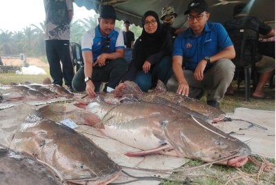 Ahmad Redzuan (kanan) menunjukkan ikan asing iaitu baung ekor merah bersaiz gergasi yang berjaya dinaikkan di Sungai Karang, Hulu Selangor.