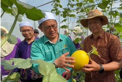 Tuan Mohd Saripudin (tengah) yang sebelum ini melihat hasil tanaman melon yang diusahakan di Machang. Foto: FB Tuan Mohd Saripudin