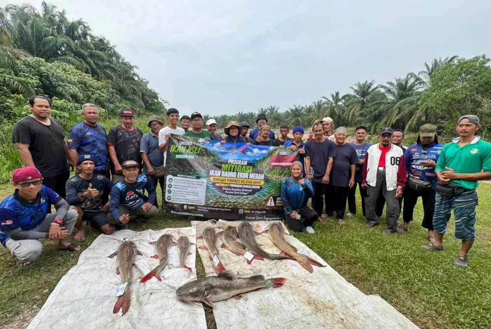 Program Mitigasi Ikan Baung Ekor Merah di Sungai Karang, Hulu Selangor berjaya mendaratkan pelbagai saiz ikan invansif.