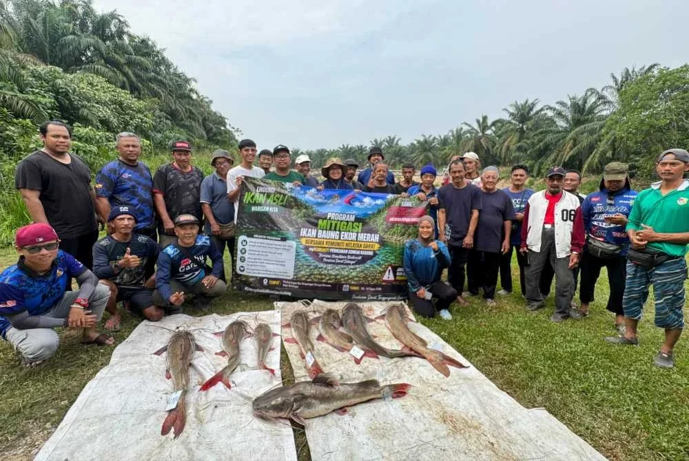 Program Mitigasi Ikan Baung Ekor Merah di Sungai Karang, Hulu Selangor berjaya mendaratkan pelbagai saiz ikan invansif.