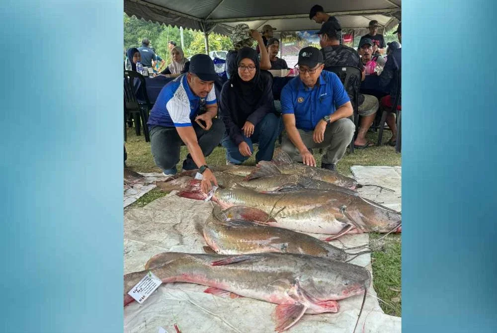 Ikan baung ekor merah bersaiz gergasi berjaya didaratkan menerusi tiga hari pelaksanaan program mitigasi di Sungai Karang, Hulu Selangor bermula Isnin.