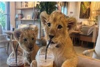 Seorang pelancong dari China didakwa digigit anak singa ketika menyertai sesi berbayar bersama haiwan berkenaan di sebuah kafe di Phuket, Thailand..