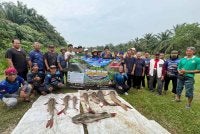 Program Mitigasi Ikan Baung Ekor Merah di Sungai Karang, Hulu Selangor berjaya mendaratkan pelbagai saiz ikan invansif.