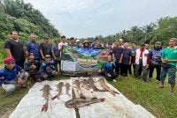 Program Mitigasi Ikan Baung Ekor Merah di Sungai Karang, Hulu Selangor berjaya mendaratkan pelbagai saiz ikan invansif.