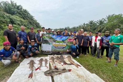 Program Mitigasi Ikan Baung Ekor Merah di Sungai Karang, Hulu Selangor berjaya mendaratkan pelbagai saiz ikan invansif.