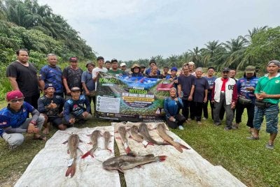 Program Mitigasi Ikan Baung Ekor Merah di Sungai Karang, Hulu Selangor berjaya mendaratkan pelbagai saiz ikan invansif.