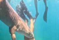 Jerung itu menggigit dan mencengkam paha Dalazen selama beberapa saat sebelum melepaskannya. Foto The Telegraph