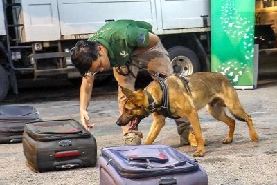 Unit K9 Perhilitan digunakan untuk memeriksa setiap bahagian kargo termasuk celahan palet kayu dan kotak bagi mengesan bahan bukti penyeludupan hidupan liar. Foto: Fail Bernama 