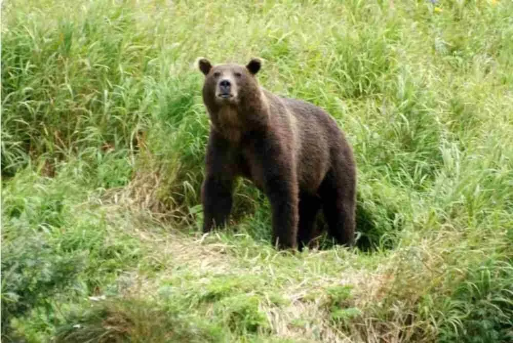 Seekor beruang liar di Pergunungan Altai di Rusia mengheret seorang wanita berusia 29 tahun dari khemahnya ke dalam hutan dan membahamnya sehingga mati. Foto dpa