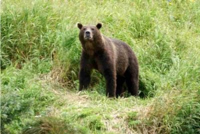 Seekor beruang liar di Pergunungan Altai di Rusia mengheret seorang wanita berusia 29 tahun dari khemahnya ke dalam hutan dan membahamnya sehingga mati. Foto dpa 