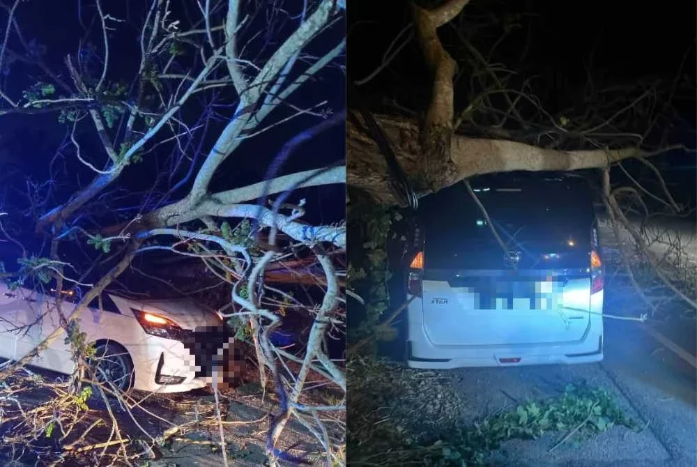 Keadaan MPV dinaiki keluarga berkenaan dihempap pokok tumbang.