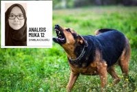 Pemilik yang melepaskan haiwan peliharaan, membuang anak anjing atau gagal memastikan haiwan berada dalam kawalan antara permulaan kisah seekor anjing terbiar.