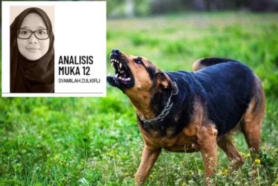 Pemilik yang melepaskan haiwan peliharaan, membuang anak anjing atau gagal memastikan haiwan berada dalam kawalan antara permulaan kisah seekor anjing terbiar.