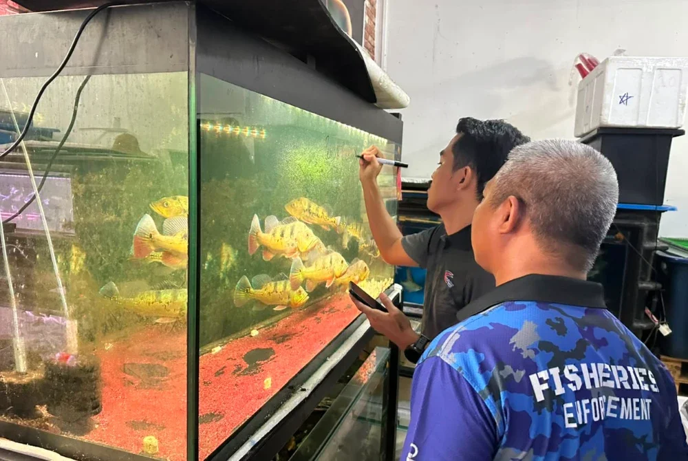 Keseluruhan ikan yang dirampas itu dianggarkan bernilai RM43,660. Foto DOF