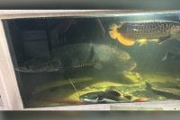 Seekor arapaima bersaiz gergasi seberat 50 kg antara yang dirampas dalam serbuan di sebuah premis di Petaling Jaya pada Khamis. Foto DOF