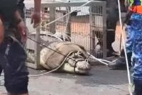 Perhilitan Negeri Sembilan menangkap seekor buaya gergasi seberat kira-kira 500kg dan berukuran 5.5 meter di Sungai Tanjung Agas, Sungai Linggi pada Jumaat.