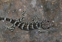 Cicak tokay hitam setakat ini hanya direkodkan di Perlis sebagai satu-satunya lokasi di Malaysia. Foto hiasan