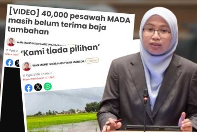 Selain ganti rugi, Mardhiyyah menegaskan, kerajaan perlu memastikan bekalan baja dihantar segera kepada pesawah yang terjejas.
