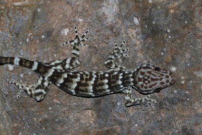 Cicak tokay hitam setakat ini hanya direkodkan di Perlis sebagai satu-satunya lokasi di Malaysia. Foto hiasan