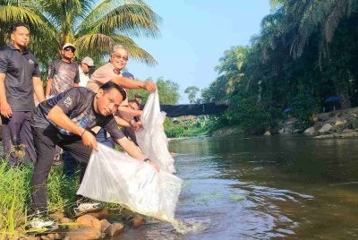 Mohd Azlan (paling hadapan) melepaskan ikan selepas menyempurnakan program Randuk for Lampam Volume 5 di Sahom Valley Resort di sini pada Sabtu.
