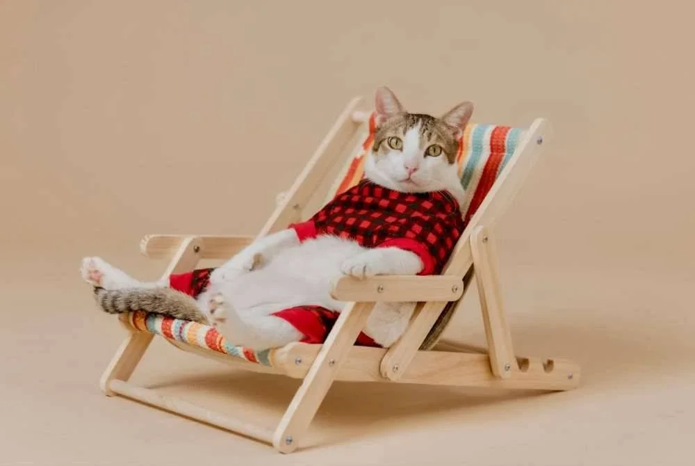 Yoyo kucing 'healing' yang mempunyai ramai peminat dalam kalangan pencinta kucing.